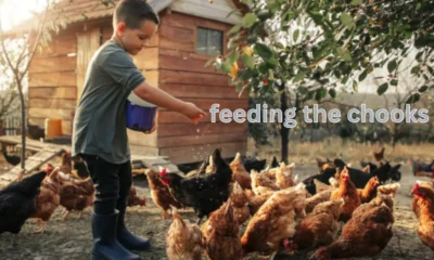 Feeding The Chooks