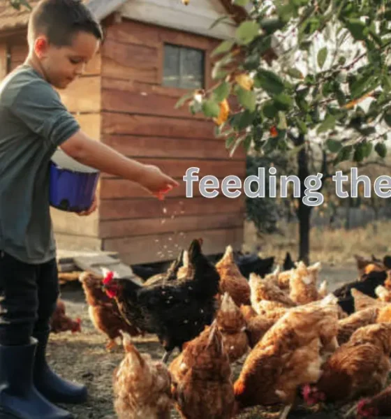 Feeding The Chooks