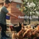 Feeding The Chooks