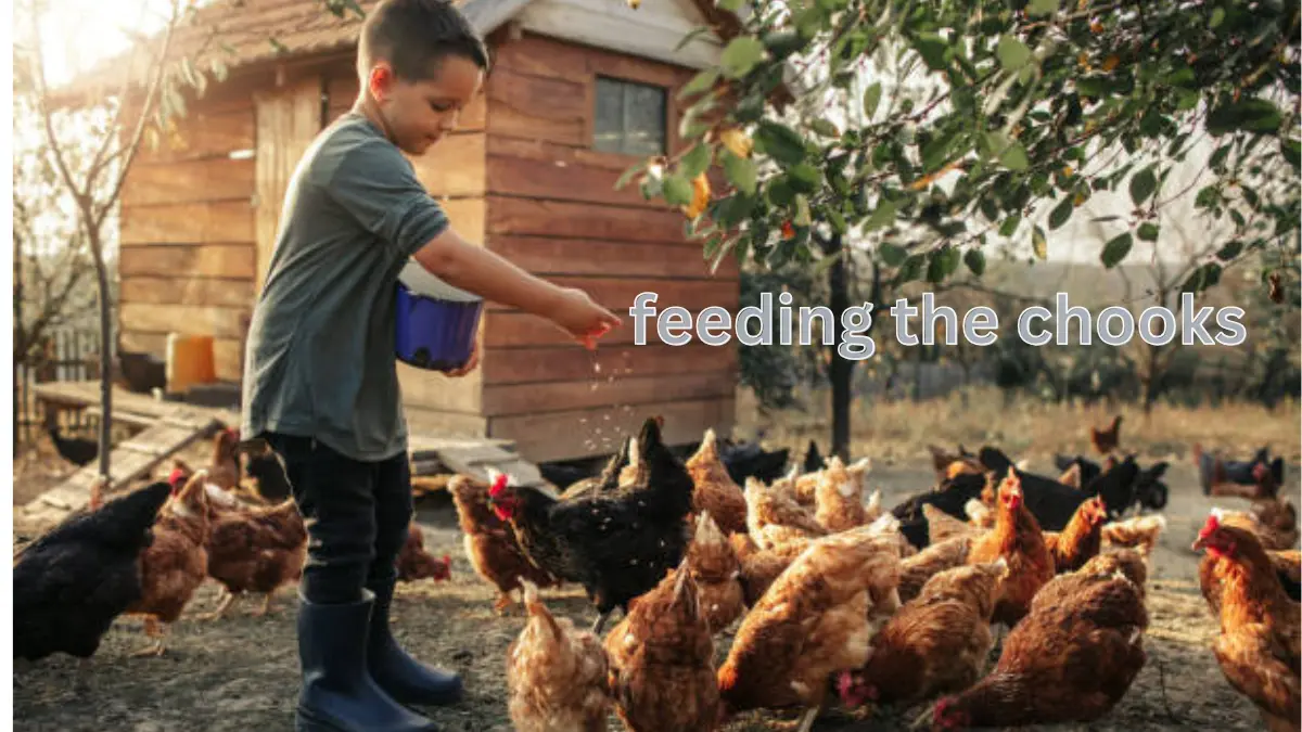 Feeding The Chooks